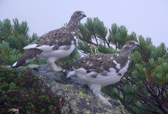 Rock Ptarmigan